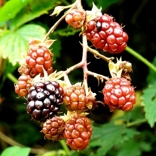 Rovo comunesu guida naturalistica di RikenMon