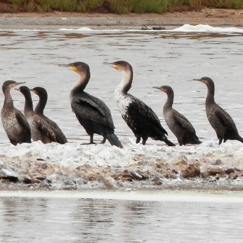 Phalacrocorax lucidus [L.]在RikenMon的自然指南