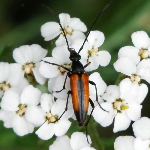 Stenurella melanura [L.]su guida naturalistica di RikenMon