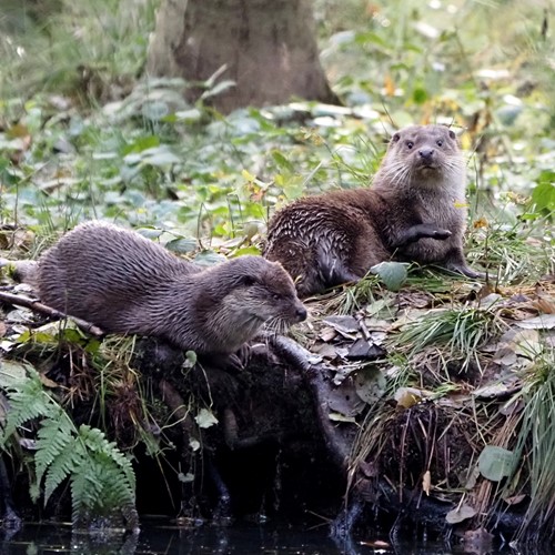 Nutria europeaEn la Guía-Naturaleza de RikenMon