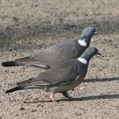 Houtduifop RikenMon's Natuurgids