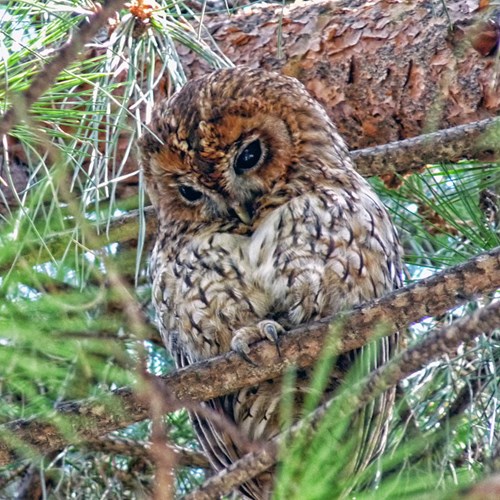 Chouette hulotteSur le Nature-Guide de RikenMon