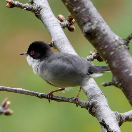 Sardinian warbleron RikenMon's Nature-Guide