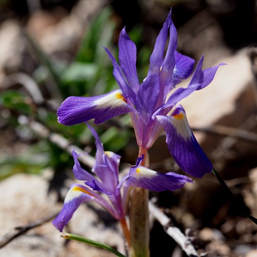 Gynandriris sisyrinchium [L.]op RikenMon's Natuurgids