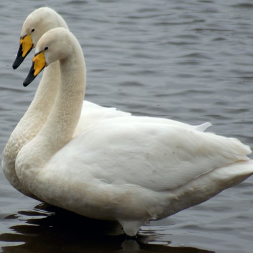 Whooper swanon RikenMon's Nature-Guide