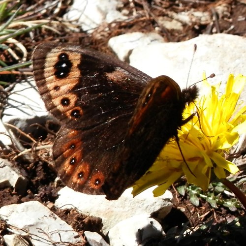 Erebia epistygne [L.]Auf RikenMons Nature-Guide