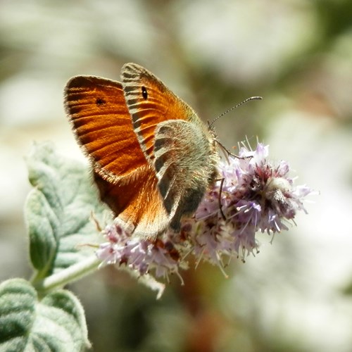 Coenonympha pamphilus [L.]Em Nature-Guide de RikenMon