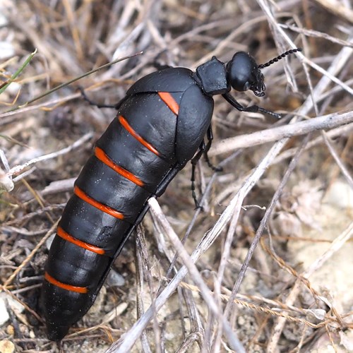 Red-striped oil beetleon RikenMon's Nature-Guide