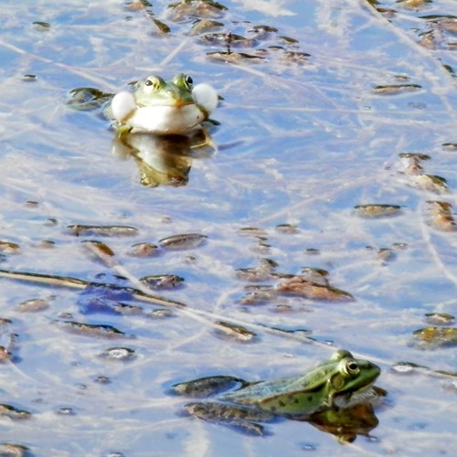 Kleiner WasserfroschAuf RikenMons Nature-Guide