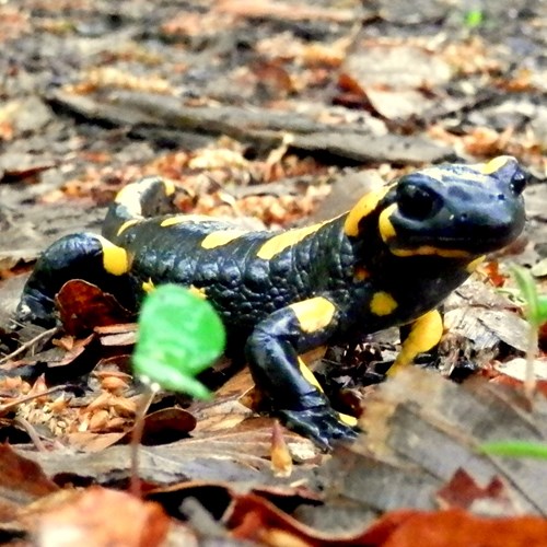 Fire salamanderon RikenMon's Nature-Guide