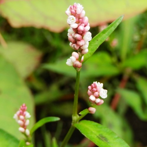 Polygonum persicaria [L.]在RikenMon的自然指南