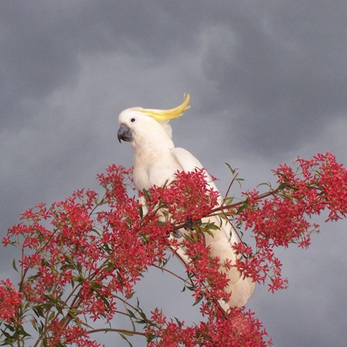 Sulphur-crested cockatooon RikenMon's Nature-Guide