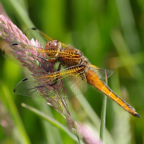 Libellula fulva [L.]在RikenMon的自然指南