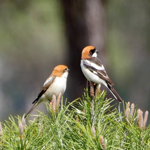 Pie-grièche à tête rousseSur le Nature-Guide de RikenMon