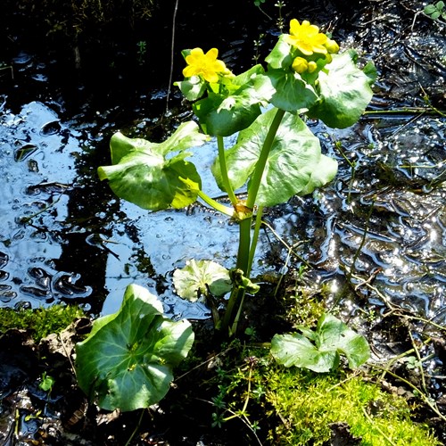 Calta palustresu guida naturalistica di RikenMon