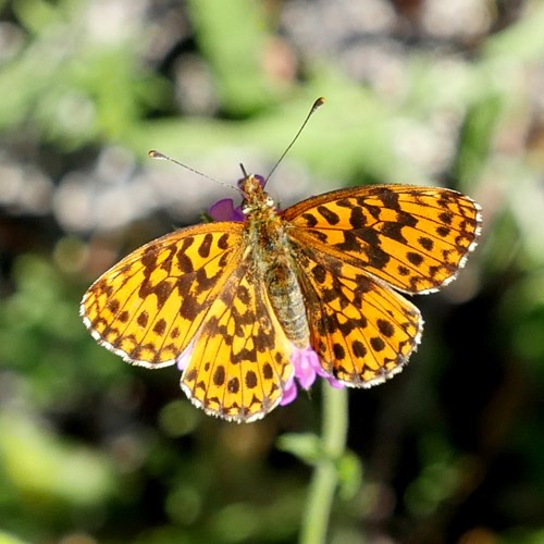 Paarse parelmoervlinderop RikenMon's Natuurgids