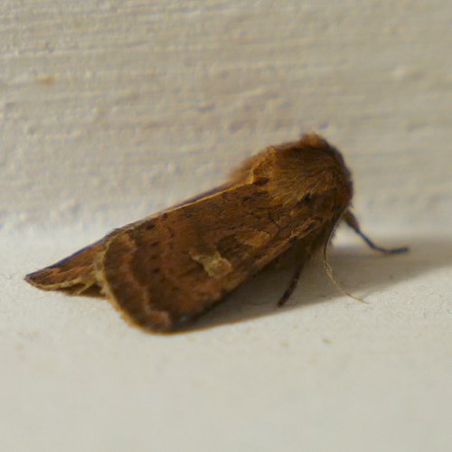 Diarsia brunnea [L.]在RikenMon的自然指南