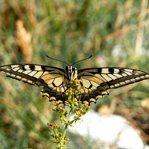 SchwalbenschwanzAuf RikenMons Nature-Guide