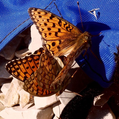 Boloria selene [L.]En la Guía-Naturaleza de RikenMon