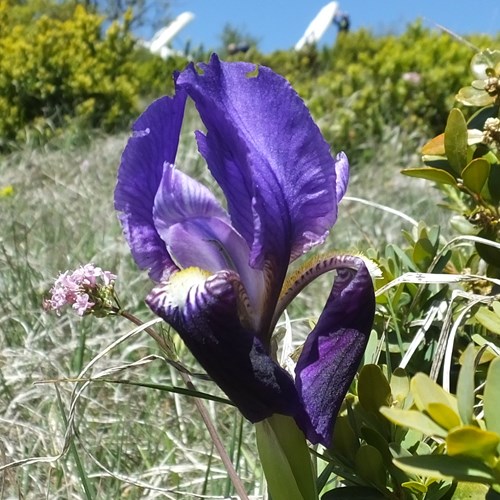 Iris germanica [L.]Em Nature-Guide de RikenMon