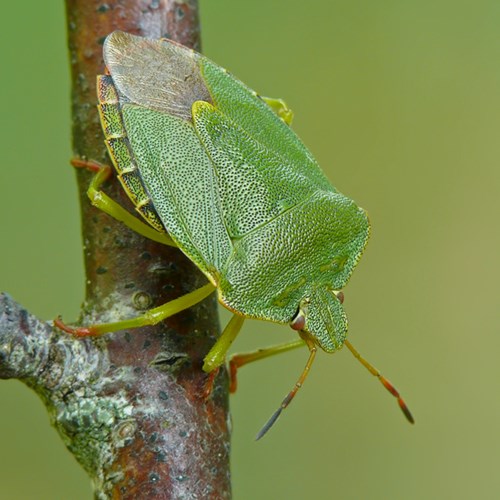 Щитник зелёный древесныйна Nature-Guide RikenMon в