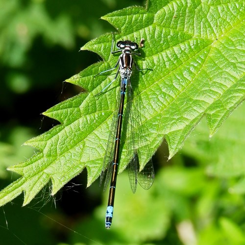 Coenagrion armatum [L.]su guida naturalistica di RikenMon