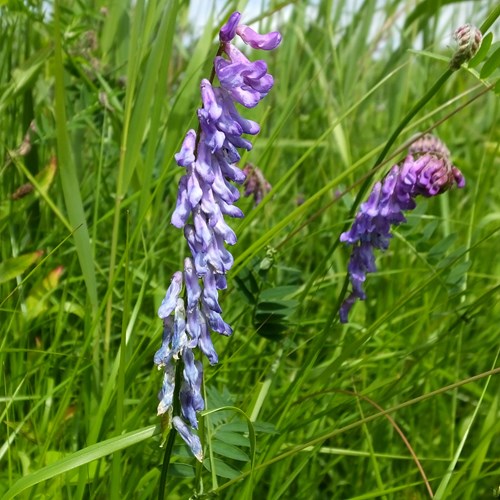 Vicia cracca [L.]Em Nature-Guide de RikenMon