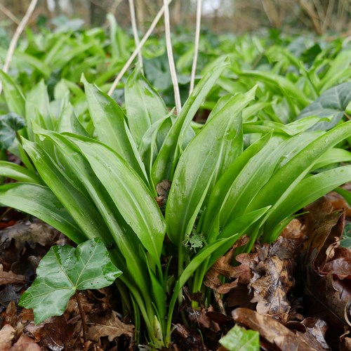 Ajo de osoEn la Guía-Naturaleza de RikenMon