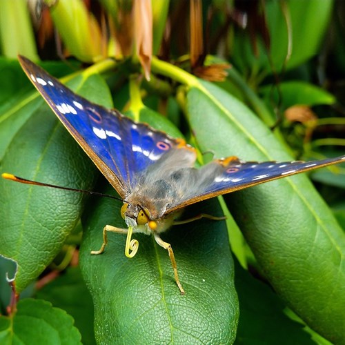 Lesser purple emperoron RikenMon's Nature-Guide