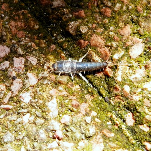 Zilvervisjeop RikenMon's Natuurgids