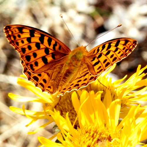 Kleine parelmoervlinderop RikenMon's Natuurgids