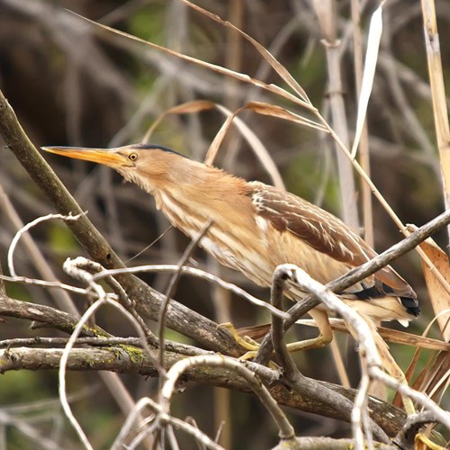 Tarabusino comunesu guida naturalistica di RikenMon