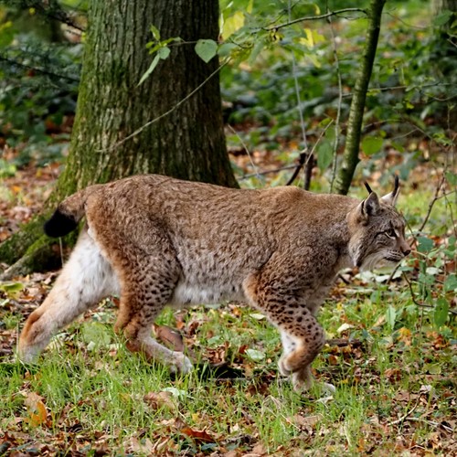 Lynx boréalSur le Nature-Guide de RikenMon