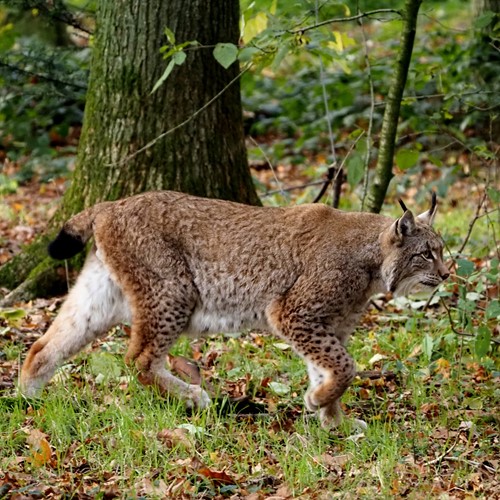 Lince-euroasiáticoEm Nature-Guide de RikenMon