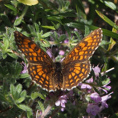 Bosparelmoervlinderop RikenMon's Natuurgids