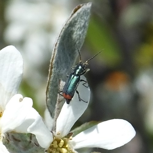 Malachius bipustulatus [l.]En la Guía-Naturaleza de RikenMon