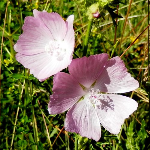 Malva moschata [L.]Em Nature-Guide de RikenMon