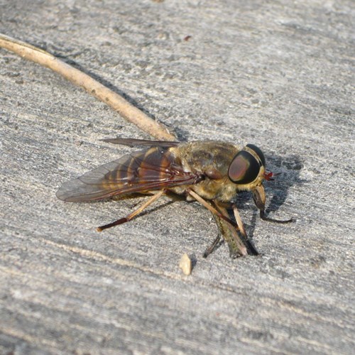 Tabanus bovinus [L.]En la Guía-Naturaleza de RikenMon