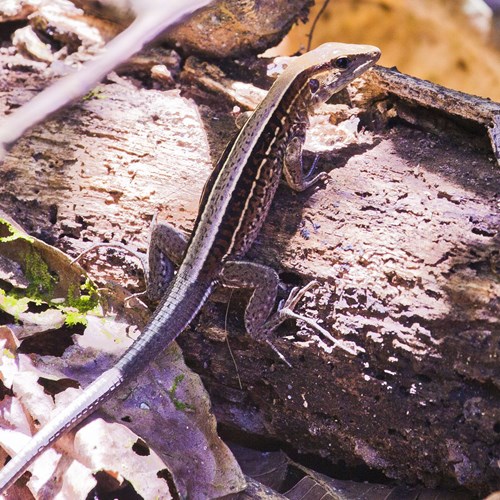 Ameiva quadrilineata [L.]Auf RikenMons Nature-Guide