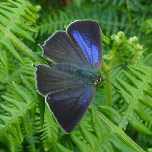 Neozephyrus quercus [L.]En la Guía-Naturaleza de RikenMon