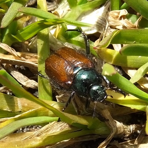 Maggiolino degli ortisu guida naturalistica di RikenMon