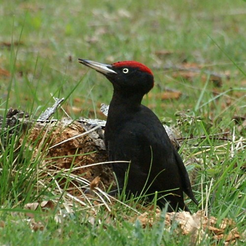 Zwarte spechtop RikenMon's Natuurgids