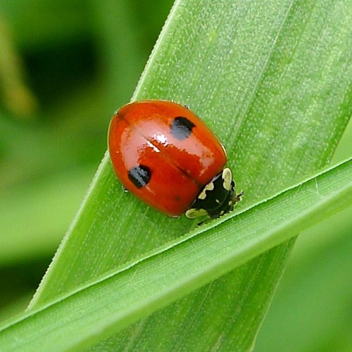 Coccinelle à deux pointsSur le Nature-Guide de RikenMon