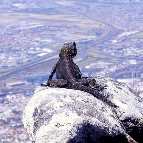 Agama atra [L.]En la Guía-Naturaleza de RikenMon