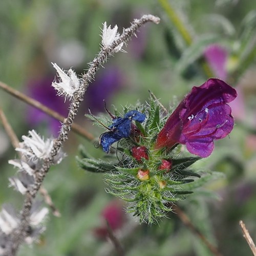 Purple viper's-buglosson RikenMon's Nature-Guide