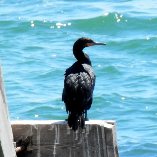 Cormorán de el CaboEn la Guía-Naturaleza de RikenMon