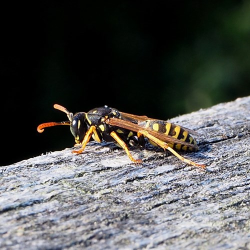 Polistes dominula [L.]su guida naturalistica di RikenMon