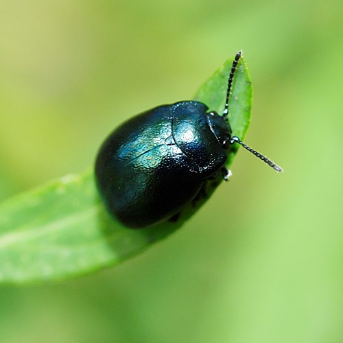 Chrysolina varians [L.]on RikenMon's Nature-Guide