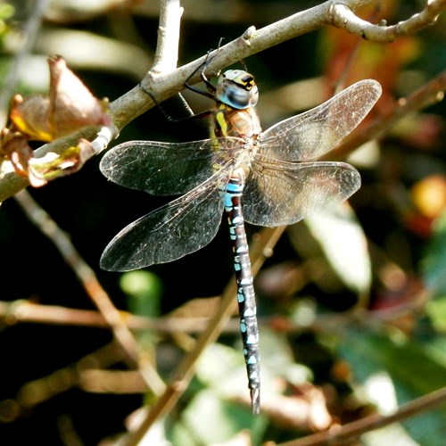 Aeshna mixta [L.]su guida naturalistica di RikenMon