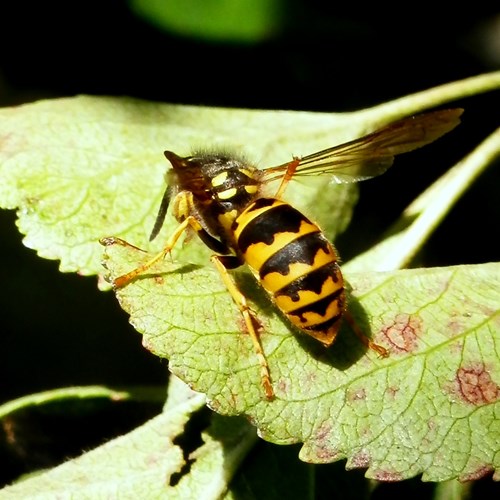 Vespula vulgaris [L.]Em Nature-Guide de RikenMon